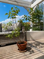 Flieder Kübelpflanze Balkon Terrasse ohne Topf  ca. 80 cm Bayern - Aschaffenburg Vorschau