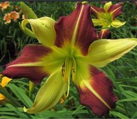 Hemerocallis Taglilie Howdy Bayern - Bischofsheim Vorschau