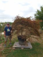 Fächerahorn Acer Palmatum inaba shidare (Nr. 2) Baden-Württemberg - Ofterdingen Vorschau