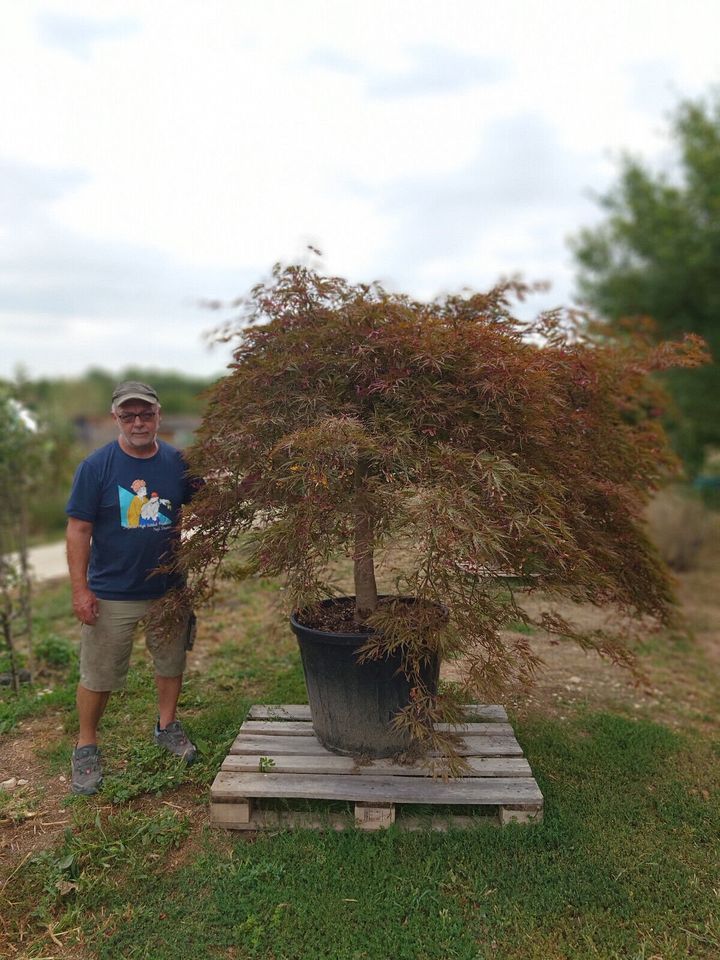 Fächerahorn Acer Palmatum inaba shidare (Nr. 2) in Ofterdingen