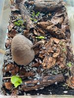 25 St. Porcellio laevis ‚Panda‘ Zierassel Hessen - Niddatal Vorschau