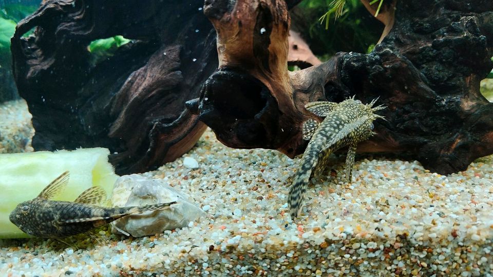 Blaue Antennenwelse Aquarienfische und Pflanzen in Flensburg