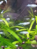 20 x Medaka Fisch Eier (Green Light x Blue Lame Verpaarung) Hessen - Lich Vorschau