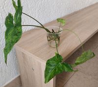 Syngonium mottled mojito Nordrhein-Westfalen - Versmold Vorschau