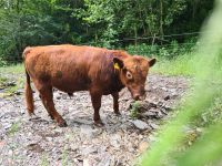 Dexter Bulle Rinder Stier hornlos Rheinland-Pfalz - Geichlingen Vorschau