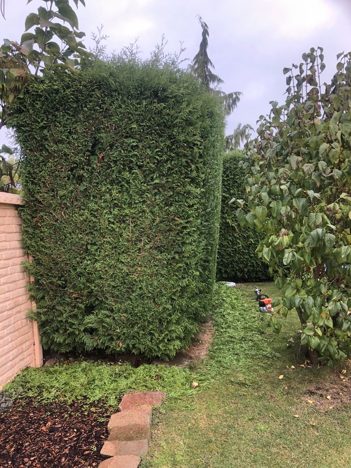 Garten -und Objektpflege, Grundstückspflege, Heckenschnitt in Colditz