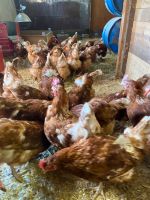 Hühner Huhn Lohmann Legehühner Nordrhein-Westfalen - Geldern Vorschau