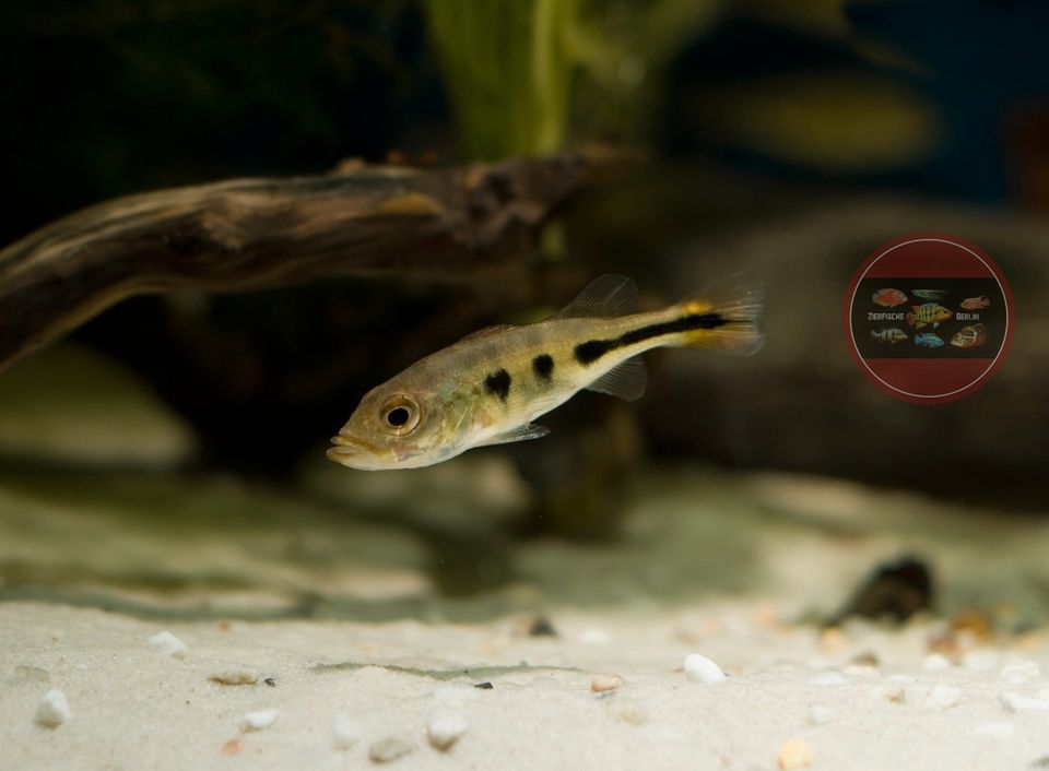 Monokel-Kammbuntbarsch Cichla monoculus in Hoppegarten