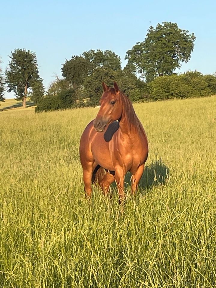 Quarter Horse Stute 3 jährig in Spechbach