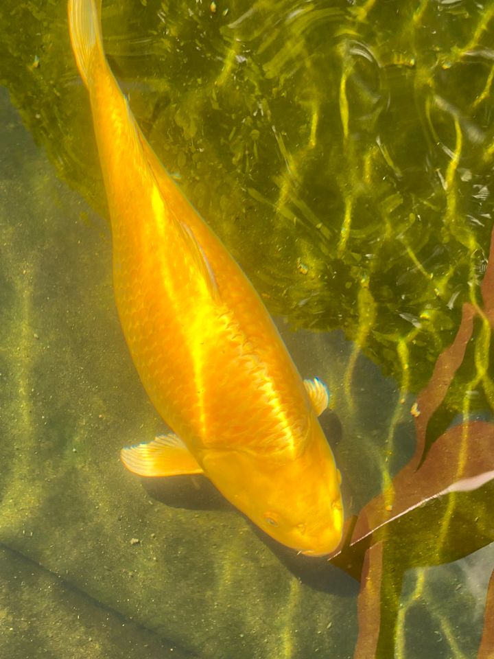 Japan Koi Yamabuki in Titisee-Neustadt