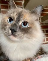 Ragdoll Katze Tortie sucht Zuhause Schleswig-Holstein - Elmenhorst Kr Stormarn Vorschau