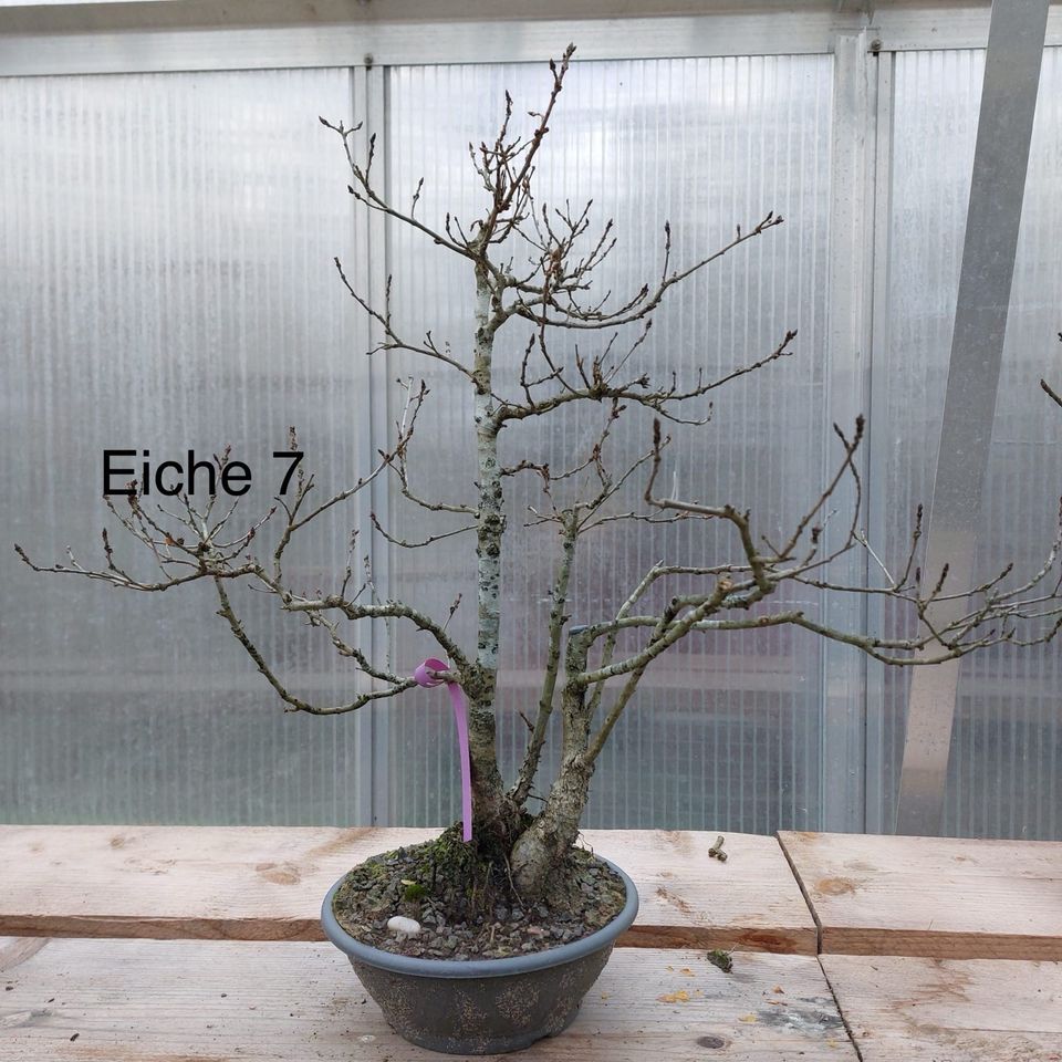 Bonsai Yamadori  einheimisch Eiche ,Linde, Hainbuche, Spitzahorn in Saarbrücken