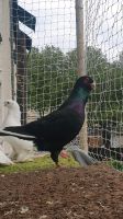 Arabig Rasse Tauben zu verkaufen . Nordrhein-Westfalen - Gelsenkirchen Vorschau
