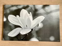 Großes IKEA Bild Magnolie Blume schwarz-weiß Nordrhein-Westfalen - Swisttal Vorschau