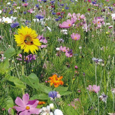 Blühwiesen neu anlegen, Bienenweiden, Blumenwiesen in Bad Zwischenahn