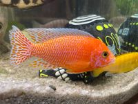 Aulonocara Firefish Malawi Barsche Aquarium Fische Bayern - Weibersbrunn Vorschau