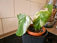 Monstera variegeta Jungpflanze Nordrhein-Westfalen - Sonsbeck Vorschau