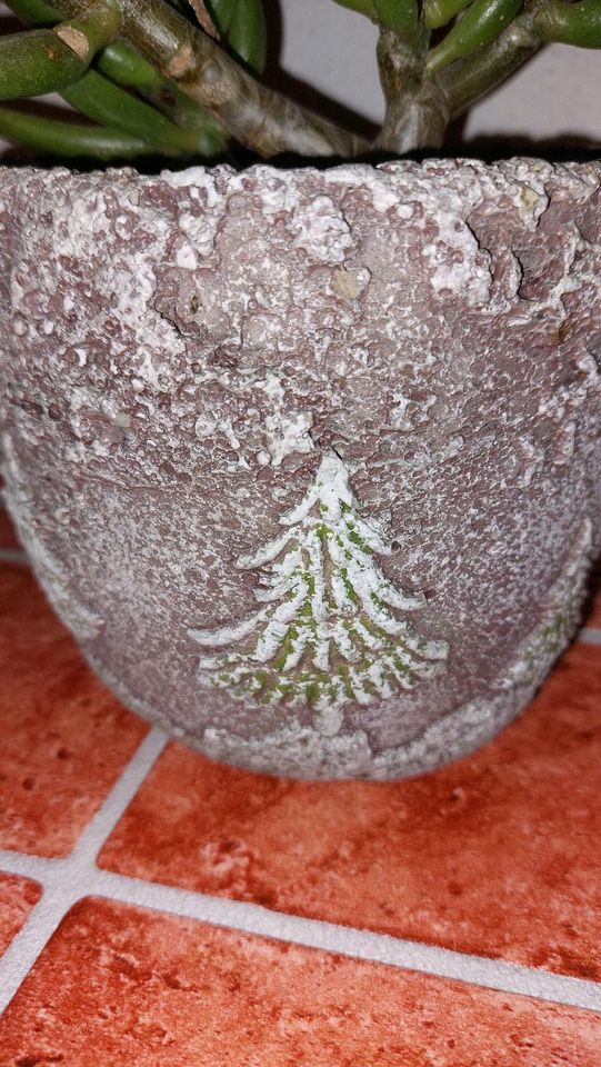 Sukkulente Geldbaum Crassula mit schönen Übertopf in Oßling