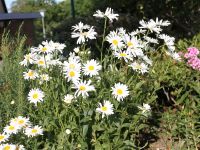 Großblumige Margarete Bayern - Kaufbeuren Vorschau