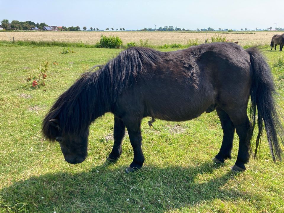 Ponys, Pferde, Welsh , Haflinger zu verkaufen in Wittmund