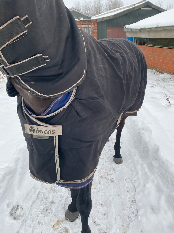 Winterdecke von Bucas in schwarz 155cm mit halsteil in Flensburg