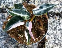 Alocasia Bambino Pink Variegata Hessen - Obertshausen Vorschau