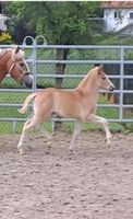 Haflinger Fohlen Stute Nordrhein-Westfalen - Borchen Vorschau