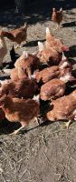 Hühner abzugeben Sachsen - Schönfeld Vorschau