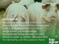 Grill-schweine von 30 bis 60 kg Sachsen-Anhalt - Wettin-Löbejün Vorschau