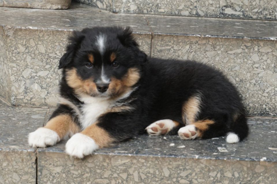 Mini American Shepherd Welpen aus top Aufzucht in Uetze