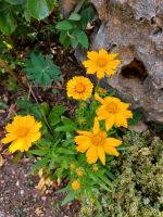 Mädchenauge (Coreopsis lanceolata) Jungpflanzen Ableger Garten Baden-Württemberg - Neresheim Vorschau