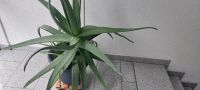 Aloe vera Pflanze Duisburg - Hamborn Vorschau