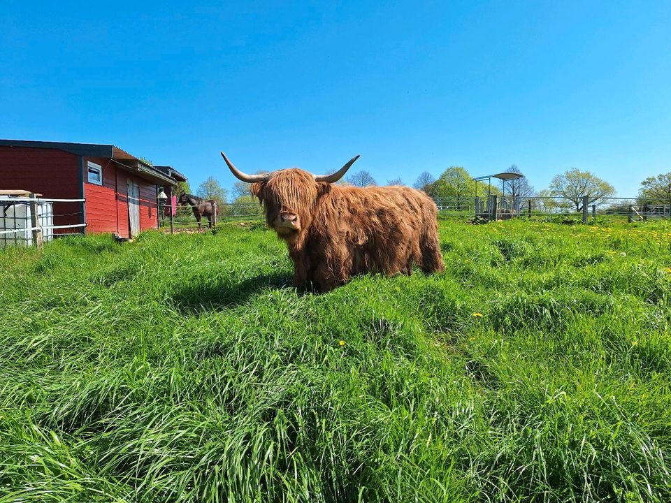 Highland Cattle Zuchtkuh in Wangels