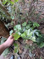 Weinstock Vitis vinifera Tafeltraube große Pflanze mit Blüten und Hessen - Homberg Vorschau