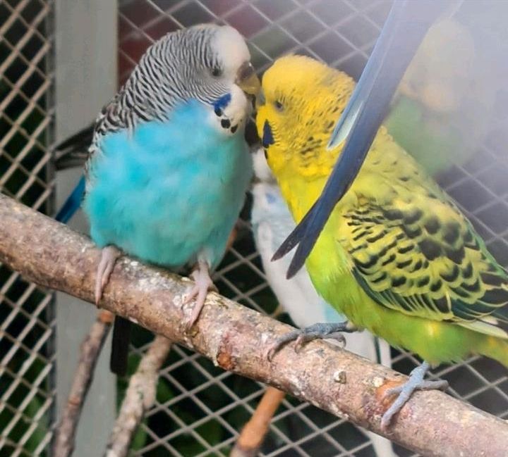 Brutpärchen Paar  Hahn Henne Wellensittich Vogel 2 Stück in Köln