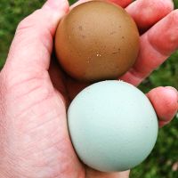 Hühner Eier Bunte Eier Easteregger Marans Araucana Cream Legbar Thüringen - Rastenberg Vorschau