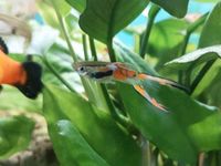 Endler Guppy Guppys Jungtiere Hessen - Homberg (Efze) Vorschau