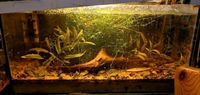 Aquarien Guppies Wurzeln Deko Wasserpflanzen Schnecken Welse Dresden - Laubegast Vorschau