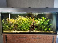 500 l Aquarium komplett zu verkaufen Niedersachsen - Tespe Vorschau