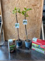 Echter Feigenbaum Ficus carica 60cm veredelt Nordrhein-Westfalen - Simmerath Vorschau