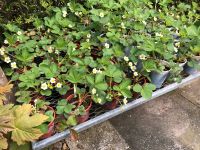 Erdbeerpflanzen 10 Stück 5€ Niedersachsen - Bunde Vorschau