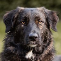 Kiska, Mischling, 1 Jahr, weiblich, Tierhilfe Franken e.V. Bayern - Lauf a.d. Pegnitz Vorschau