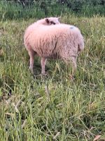 Schafe    futter lämmer Niedersachsen - Worpswede Vorschau