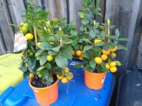Citrusbaum / Orangenbaum / Citruspflanzen Nordrhein-Westfalen - Bocholt Vorschau