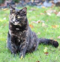 Katze vermisst!!! Bayern - Kumhausen Vorschau