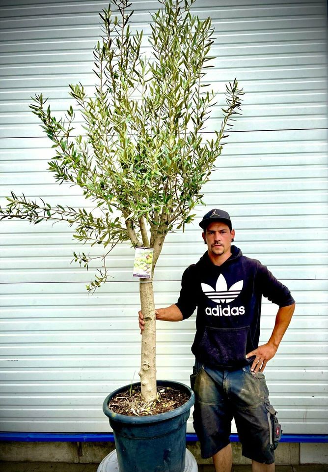 Olivenbaum Olive Winterhart Olea Europaea Höhe 270 cm in Ettenheim