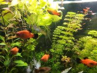 Verkaufe bunten Platy und Gupppy Mix Nachwuchs Nordrhein-Westfalen - Krefeld Vorschau