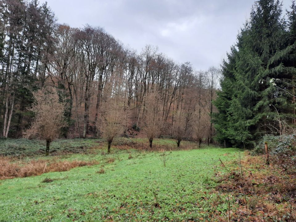 Verpachtung einer Wiese für Ziegen- oder Schafhaltung in Ruppichteroth