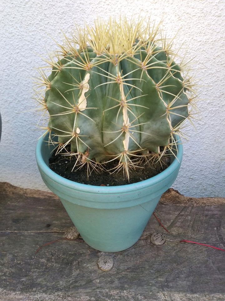 Kaktus Ferocactus glaucescens mit Topf in Borna