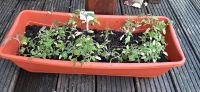 Ca. 30 Tomatenpflanzen aus den Samen unserer letztjährigen Ernte Dortmund - Innenstadt-West Vorschau